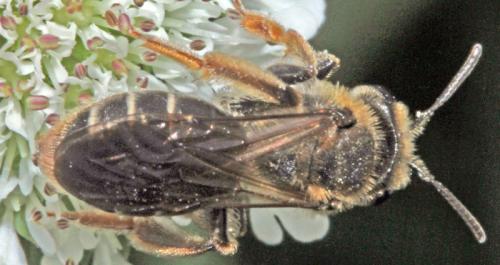 Réf. 322 755 : Andrena chrysosceles